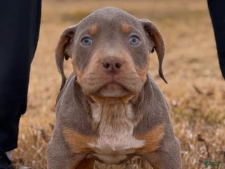 American Bully dogs for sale: Donny - Ad 1