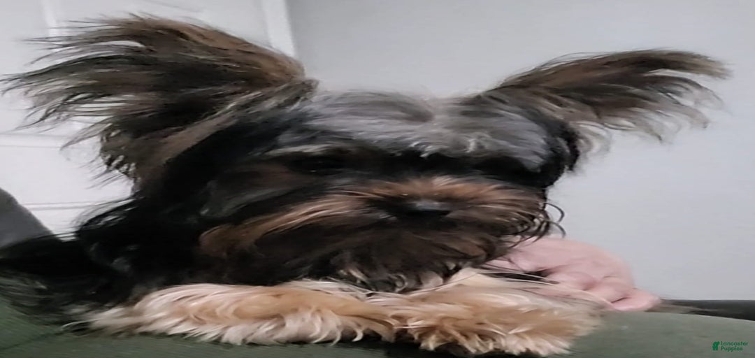 Gallery Image {{count}}