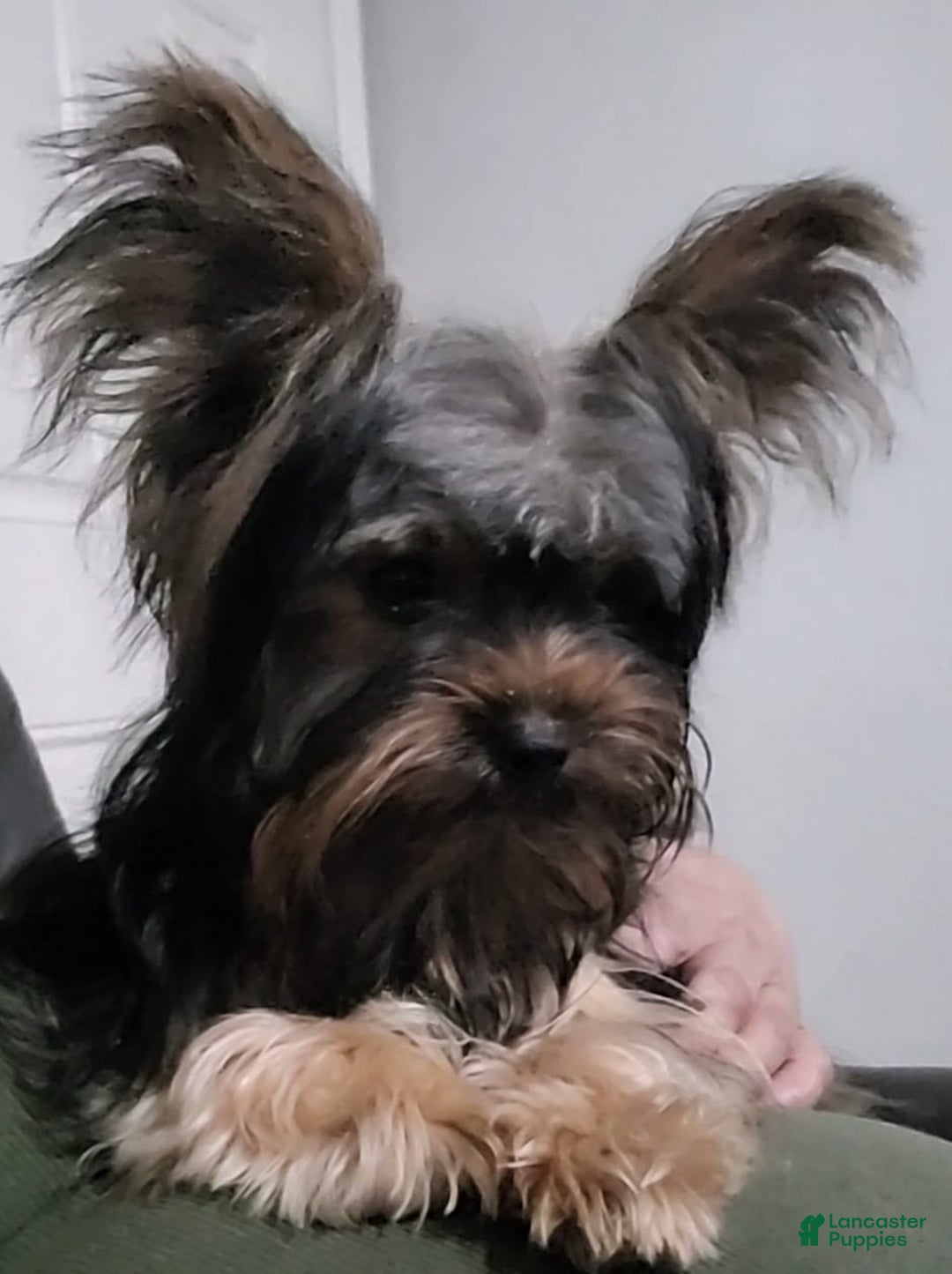 Gallery Image {{count}}