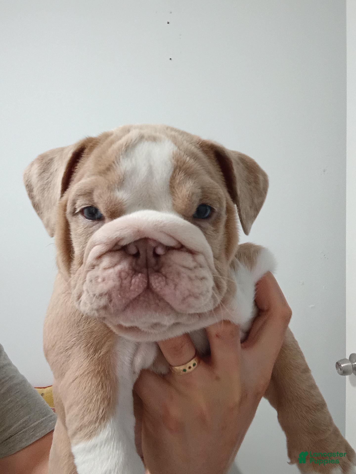 English Bulldog dogs English Bulldog 1 Queen 👑 - Ad 15