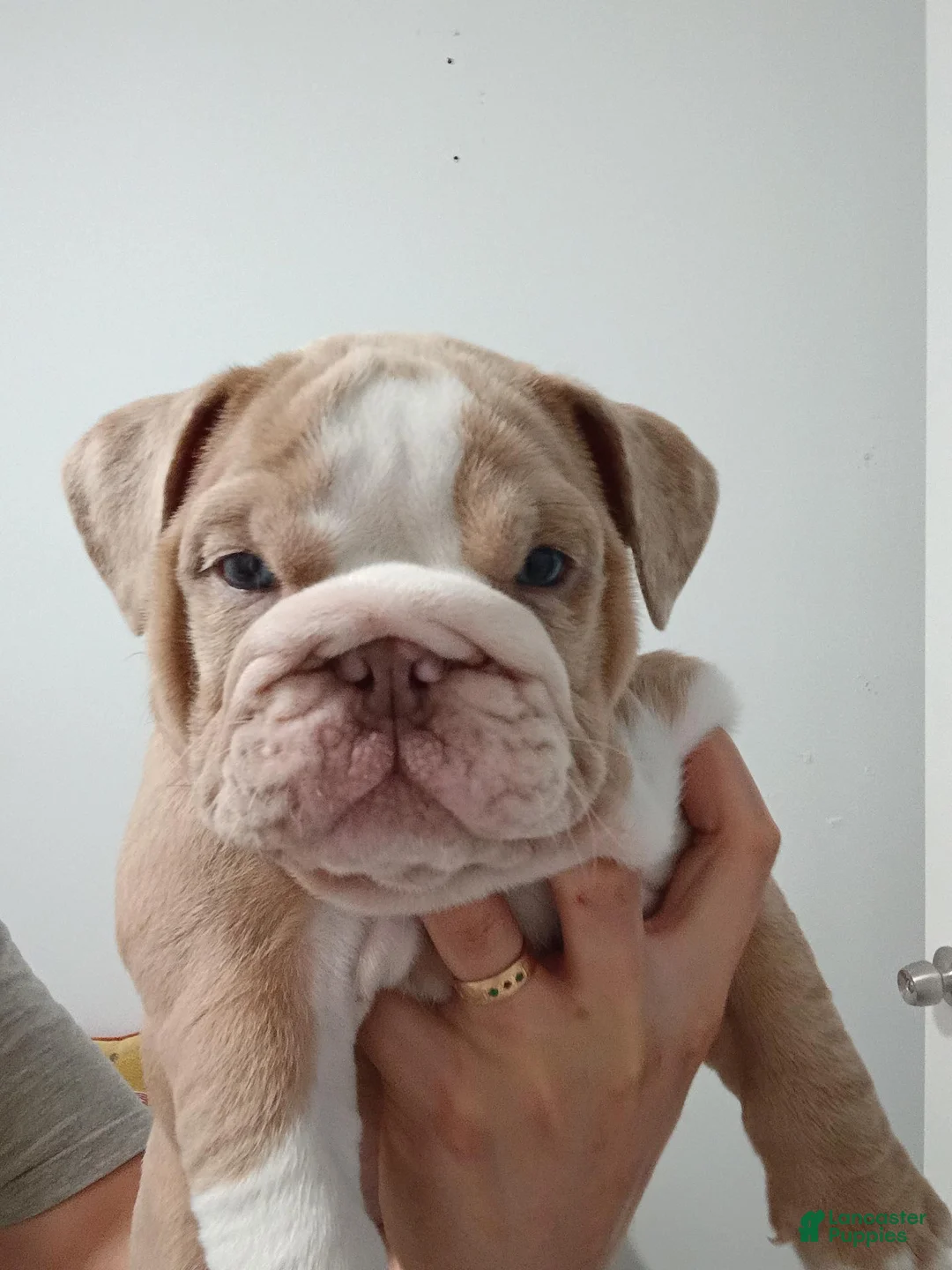 English Bulldog dogs for sale: English Bulldog 1 Queen 👑 - Ad 1