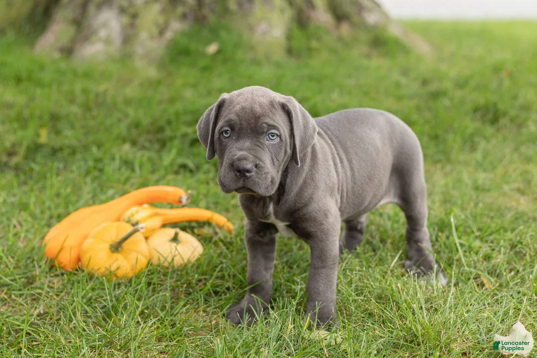 Cane Corso dogs for sale: Sarge  - Ad 2