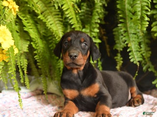 Doberman Pinscher dogs - Ad 36