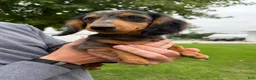 Miniature Dachshund dogs for sale: Chuck - Ad 3