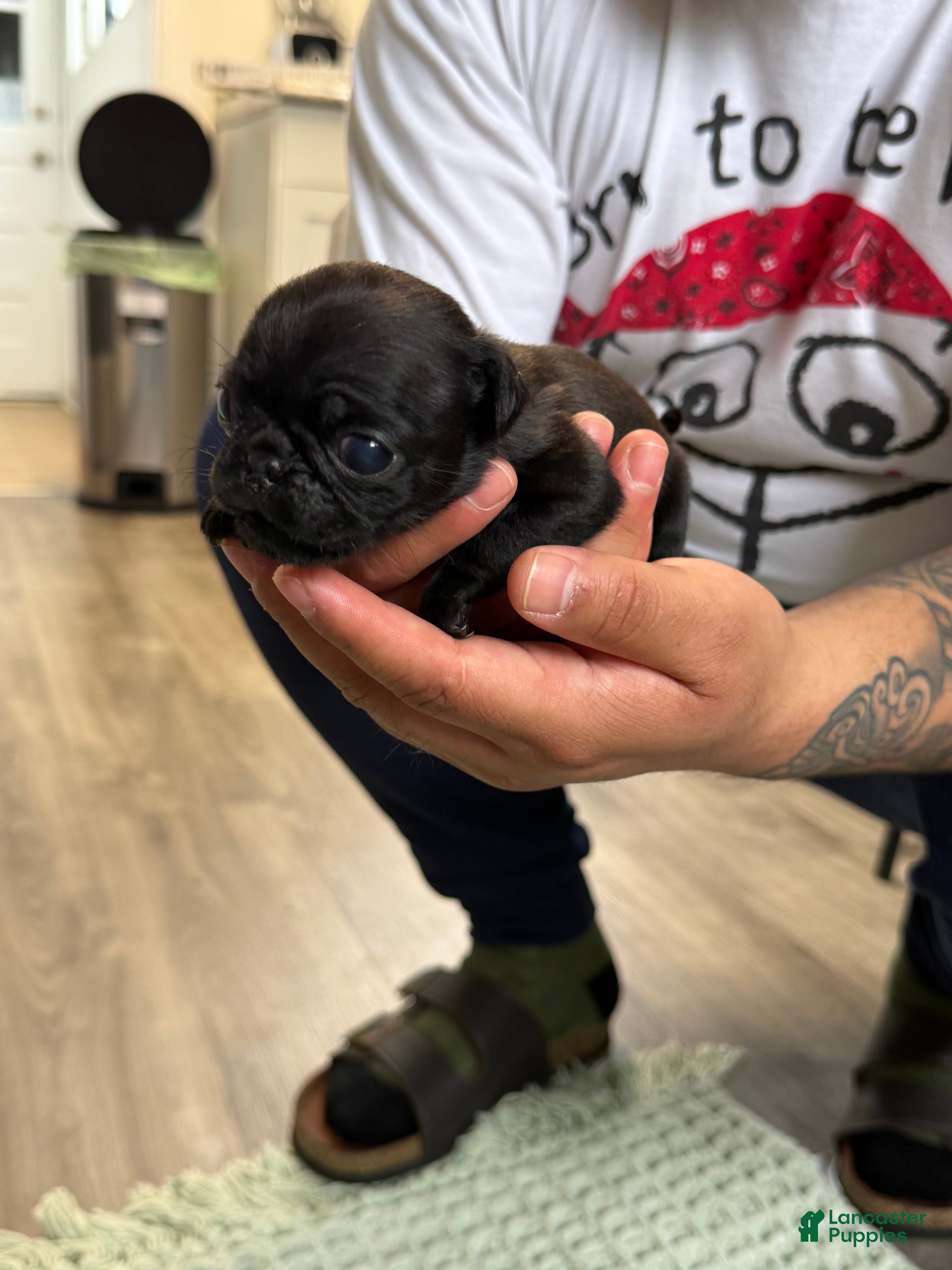 Pug dogs Black Pug  - Ad 31