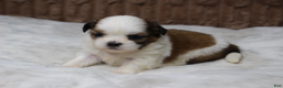 Shih Tzu dogs for sale: Bella - Ad 4