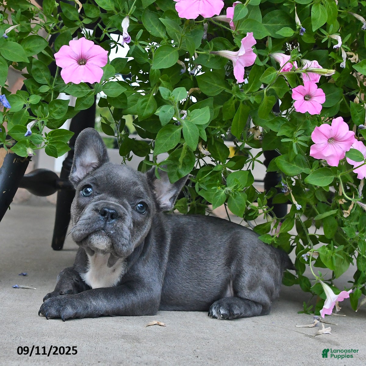 French Bulldog dogs Freckles - Ad 2
