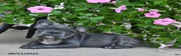 French Bulldog dogs for sale: Freckles - Ad 2