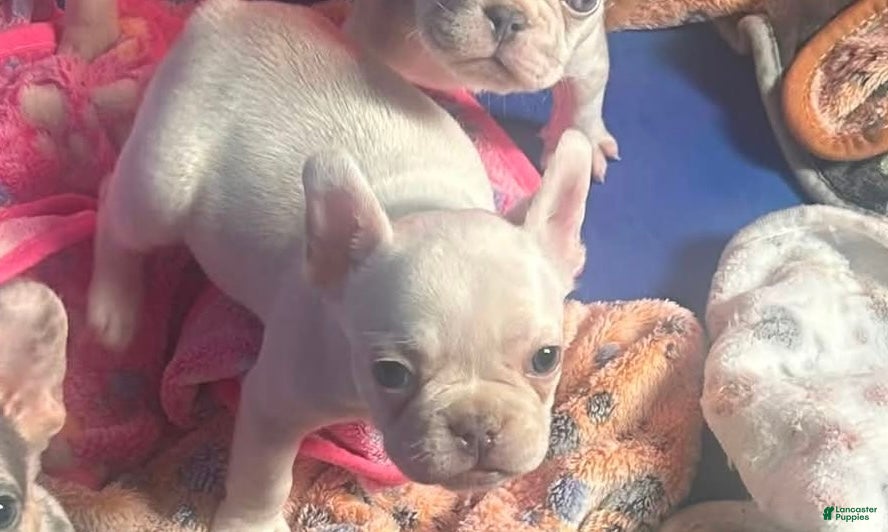 French Bulldog dogs All white female - Ad 1