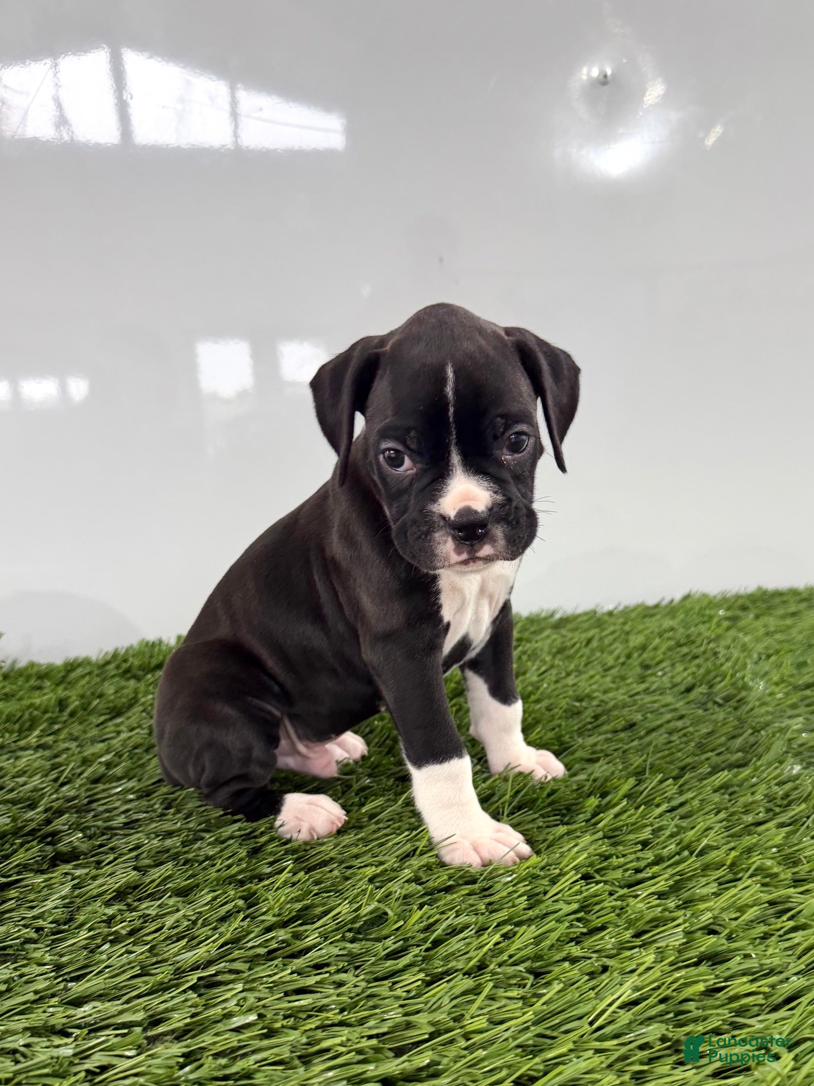 Boxer dogs Murphy - Ad 2