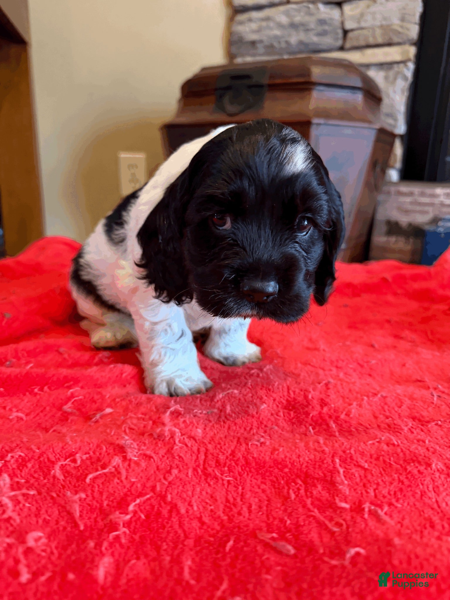 Cocker Spaniel dogs Black Jack - Ad 1