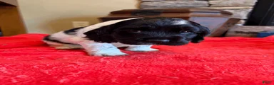 Black Jack