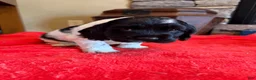 Cocker Spaniel dogs for sale: Black Jack - Ad 1