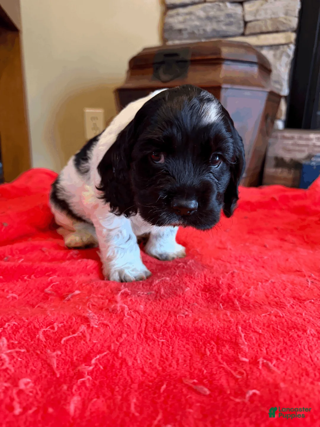 Cocker Spaniel dogs for sale: Black Jack - Ad 1