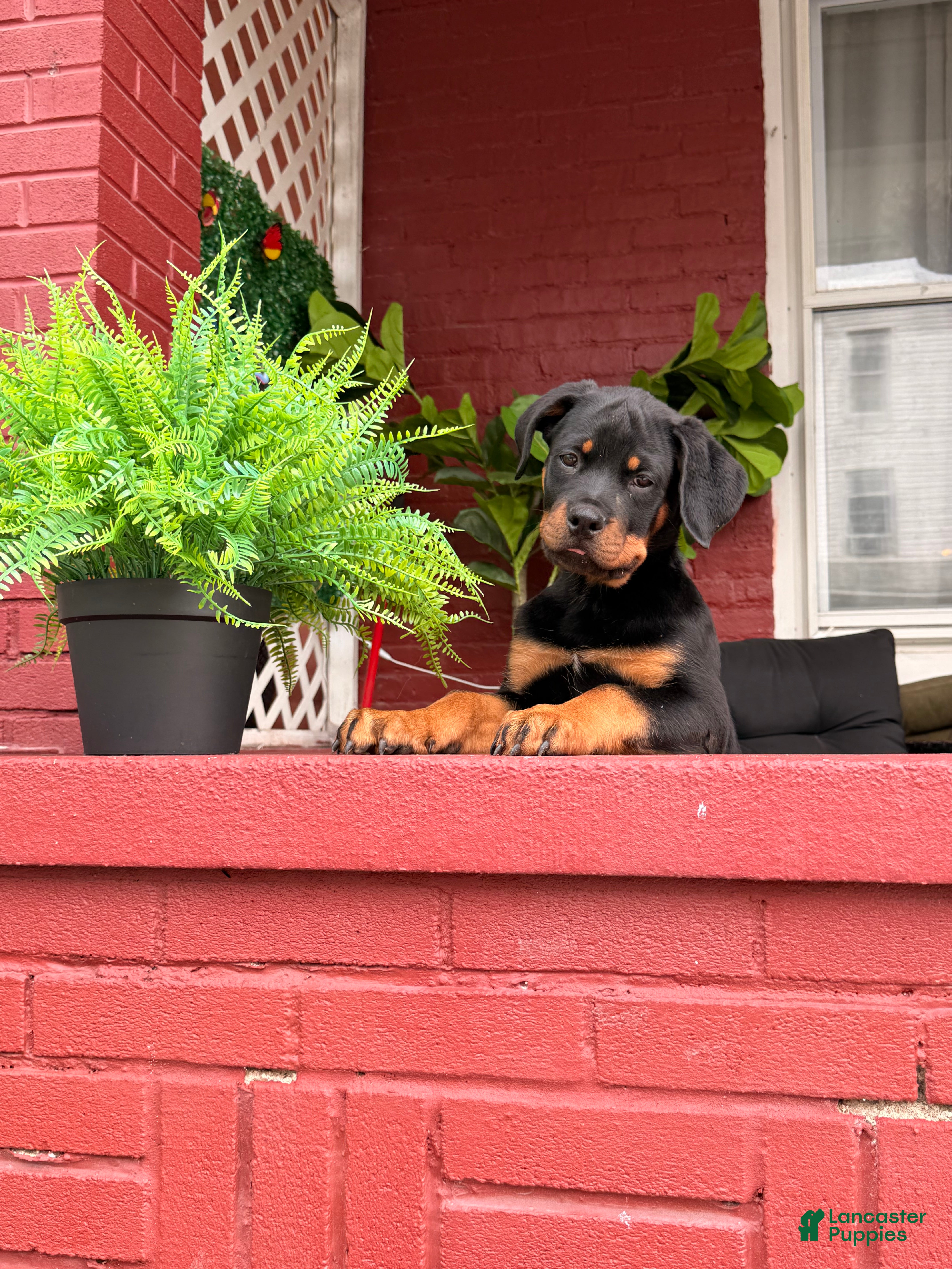 Rottweiler dogs Ruby - Ad 1