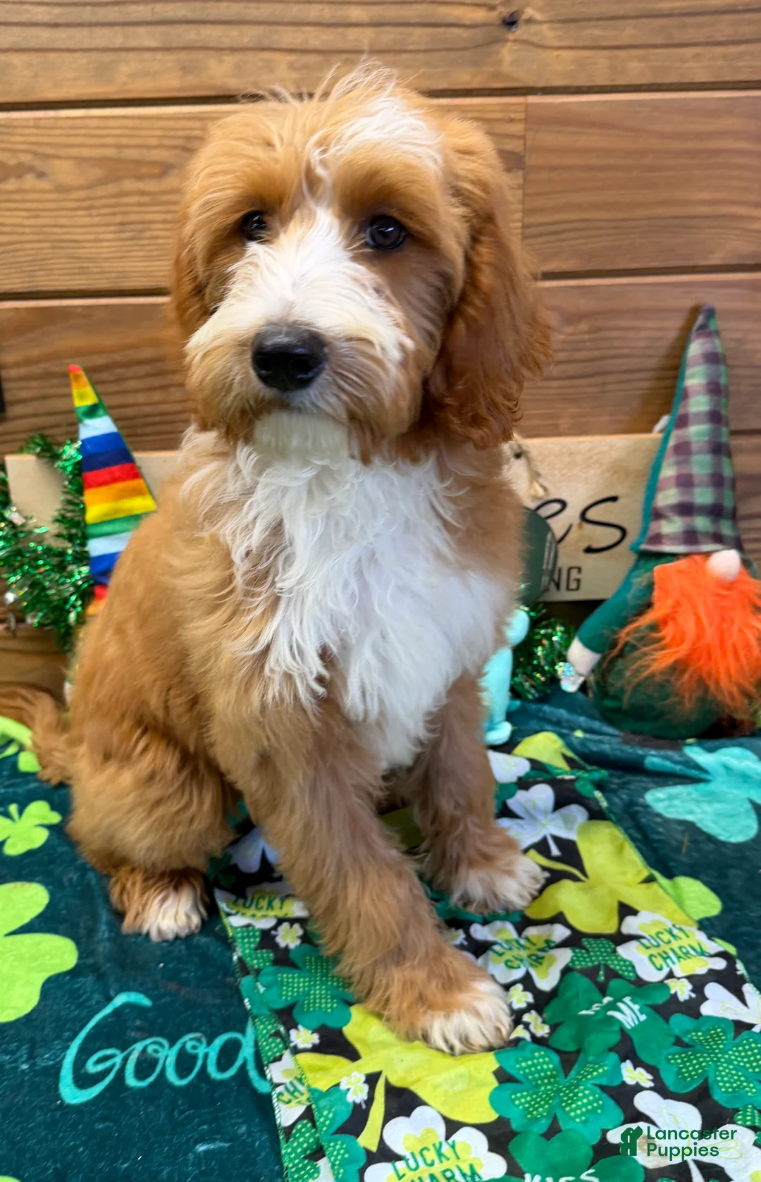 Labradoodle dogs for sale: Cody - Ad 2