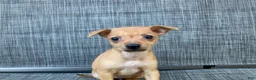 Chihuahua dogs for sale: Gidget - Ad 4