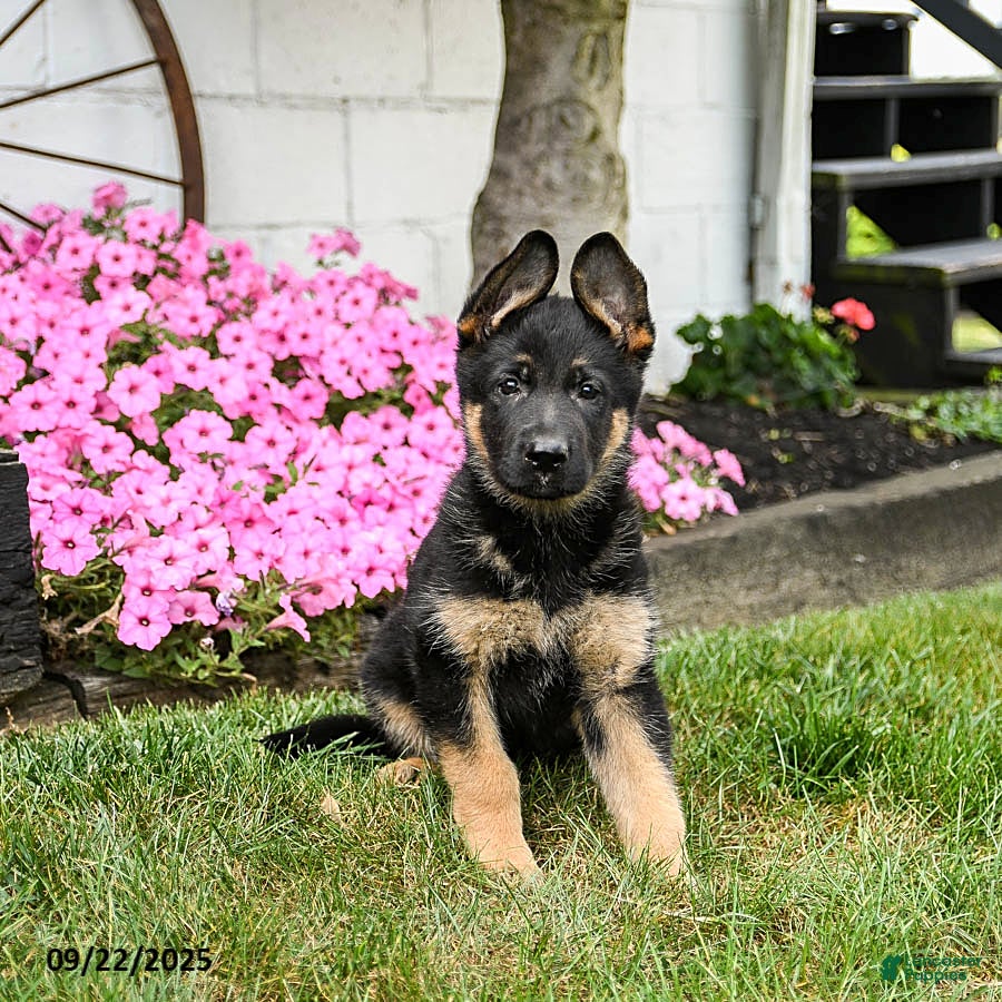 Black German Gold Sable German Shepherd Golden Sable German Golden