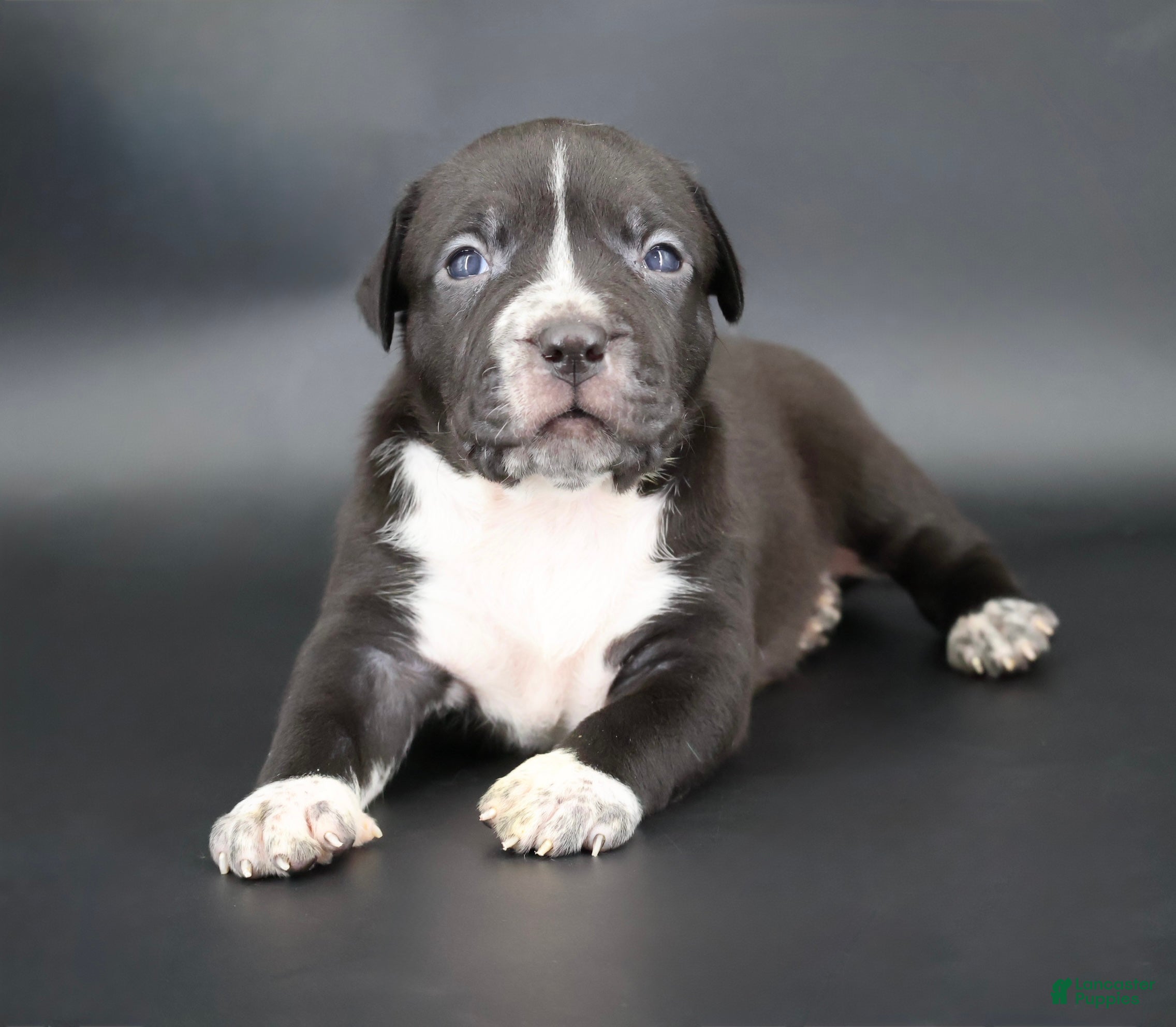 American Bully dogs Harmonoa - XL - ABKC - Ad 1