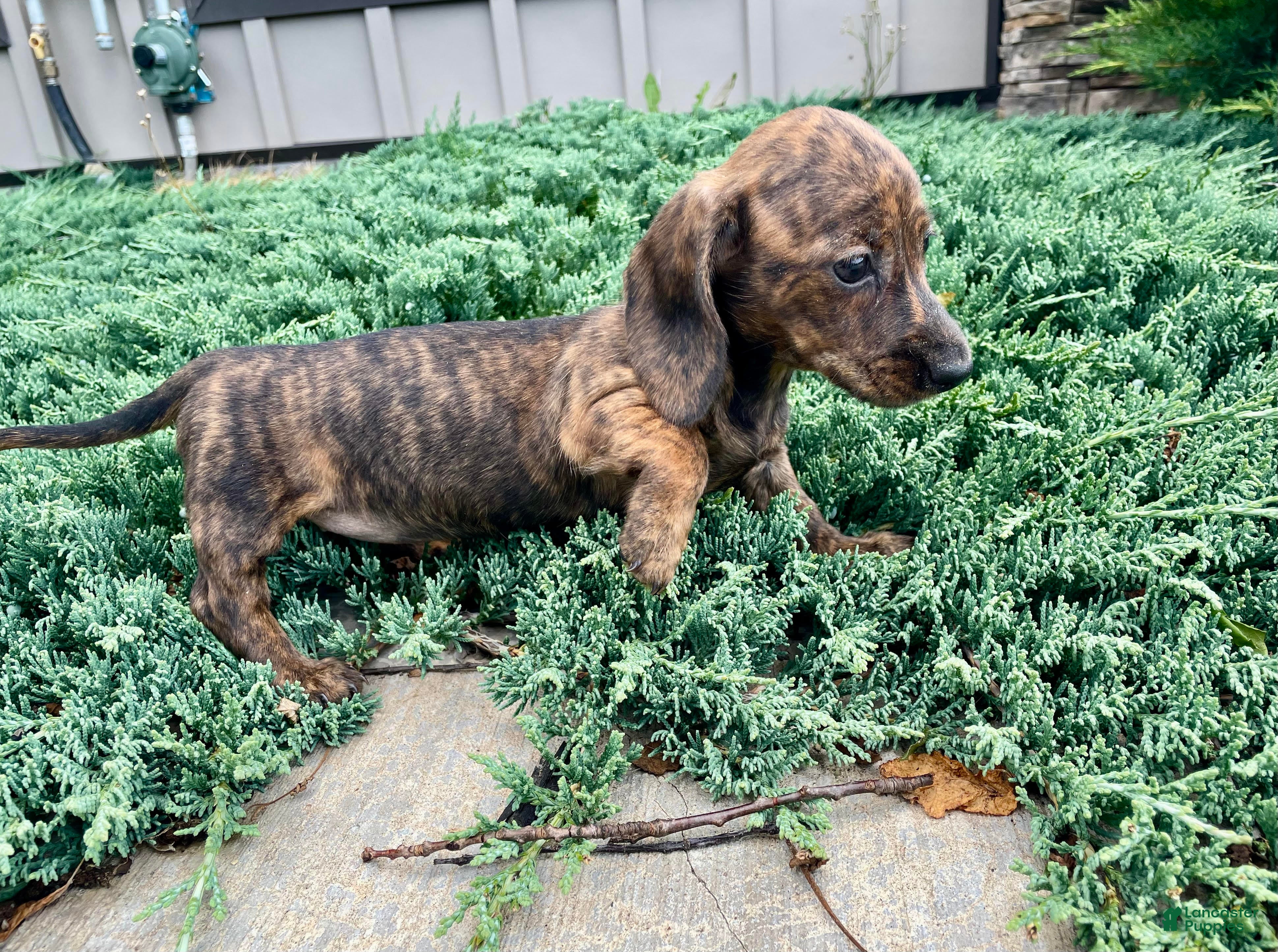 Miniature Dachshund dogs Miniature Dachshund 3 - Ad 1