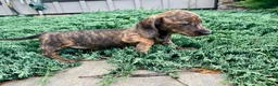 Miniature Dachshund dogs for sale: Miniature Dachshund 3 - Ad 1