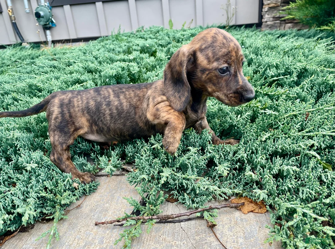 Miniature Dachshund dogs for sale: Miniature Dachshund 3 - Ad 1