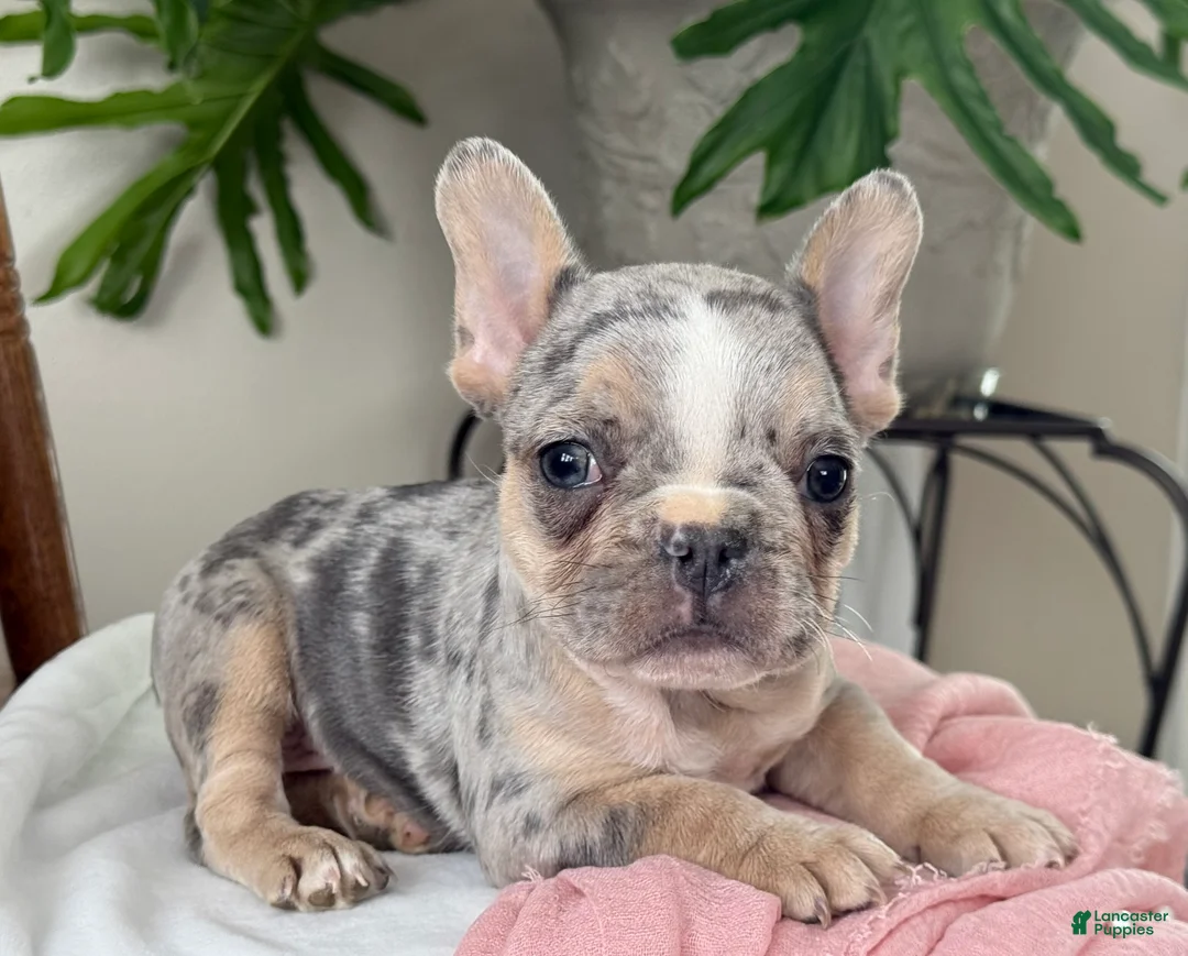 French Bulldog dogs for sale: Willow - Ad 8