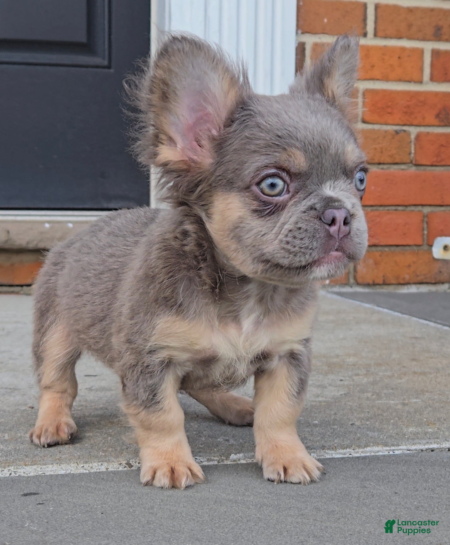 French Bulldog dogs for sale: French Bulldog 2 - Ad 2
