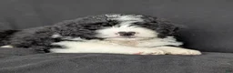 Bernedoodle dogs for sale: Brody  - Ad 5