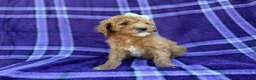 Cavapoo dogs for sale: Anna - Ad 2