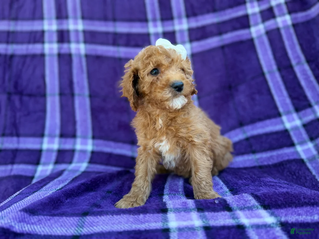 Cavapoo dogs for sale: Anna - Ad 2