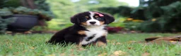 Bernese Mountain Dog dogs for sale: Sugar - Ad 4