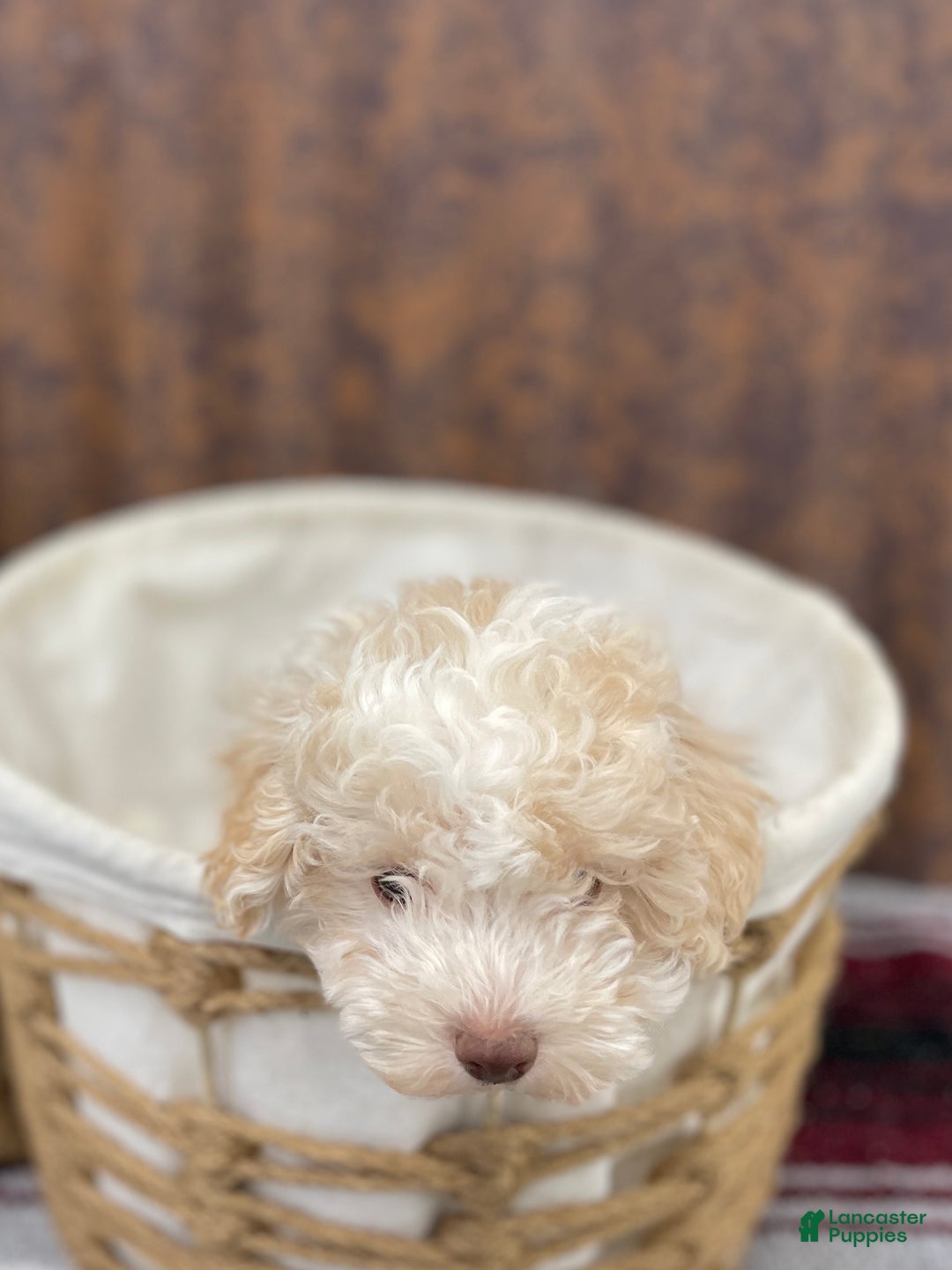 Miniature Poodle dogs for sale: Sheldon - Ad 7