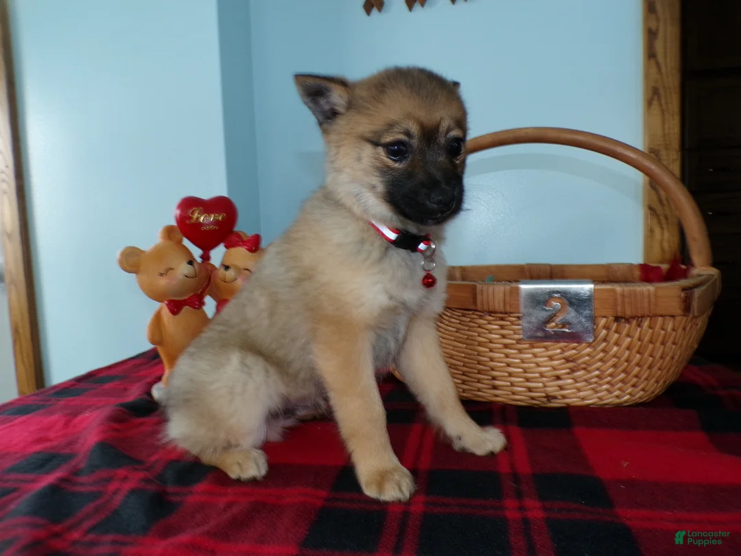 Alaskan Klee Kai dogs for sale: Alaskan Klee Kai Puppy 2 Barkos - Ad 1