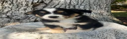 Miniature Australian Shepherd dogs for sale: Buddy - Ad 1