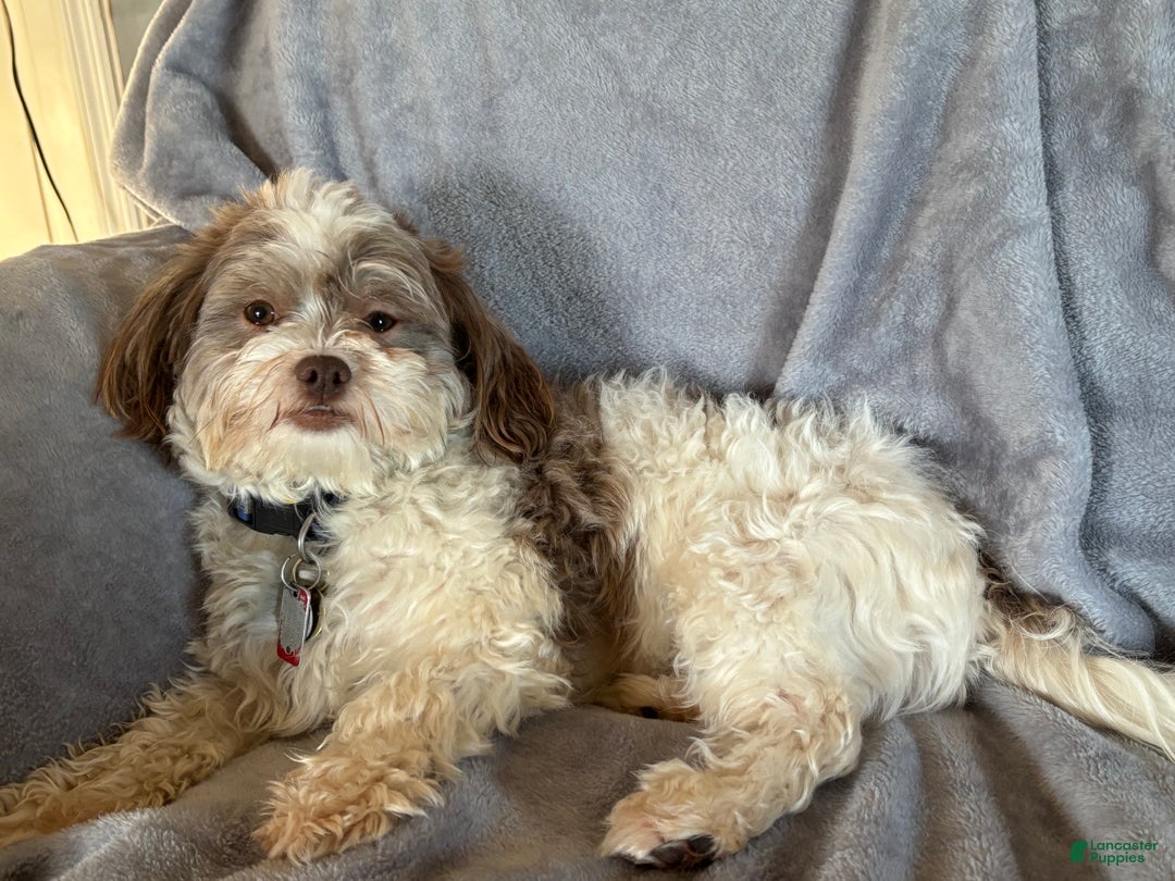 Havanese dogs for sale: Donny - Ad 4