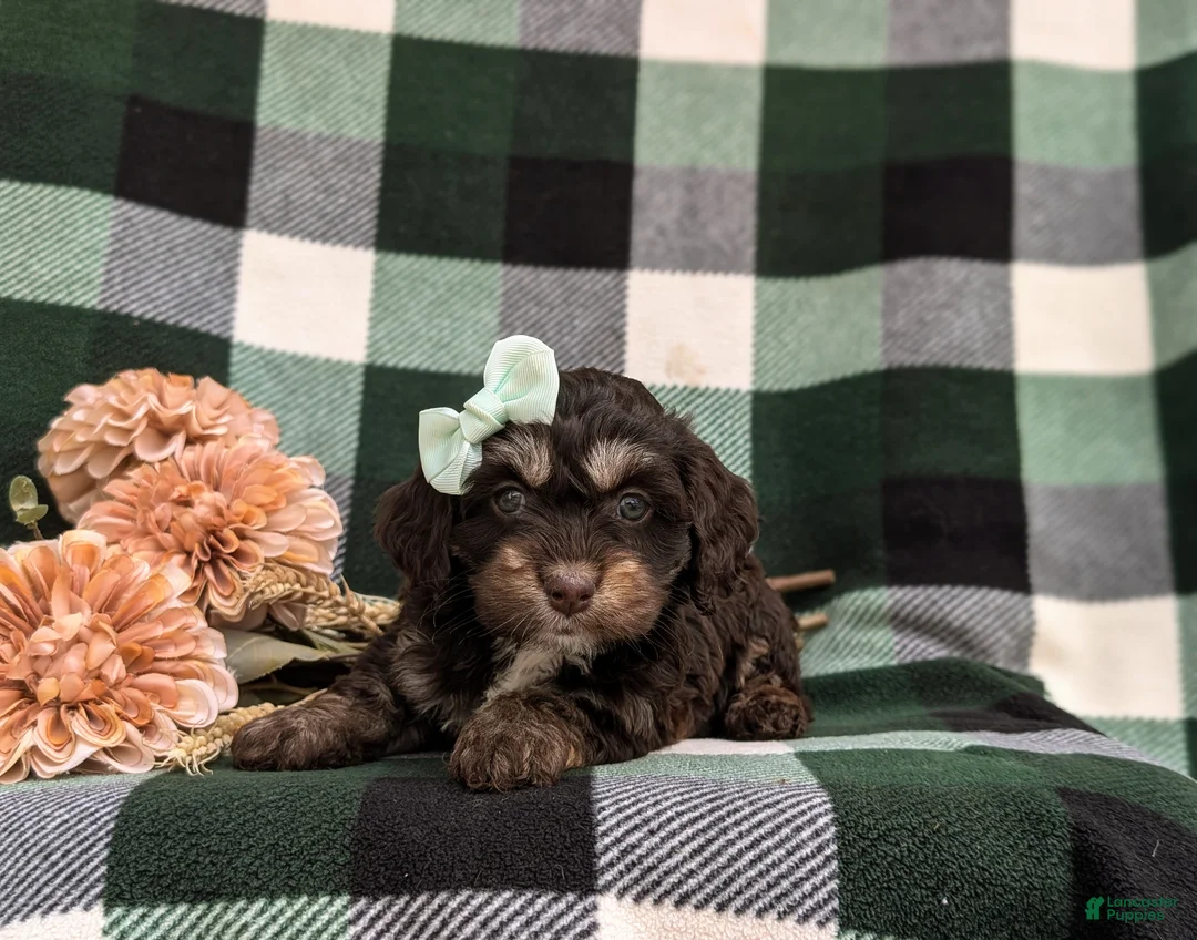 Cockapoo dogs for sale: Layla - Ad 6