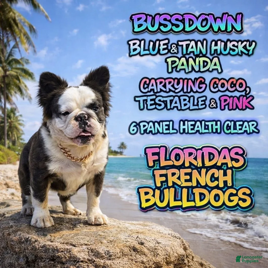 French Bulldog dogs for sale: Medusa 2.0 - Ad 7