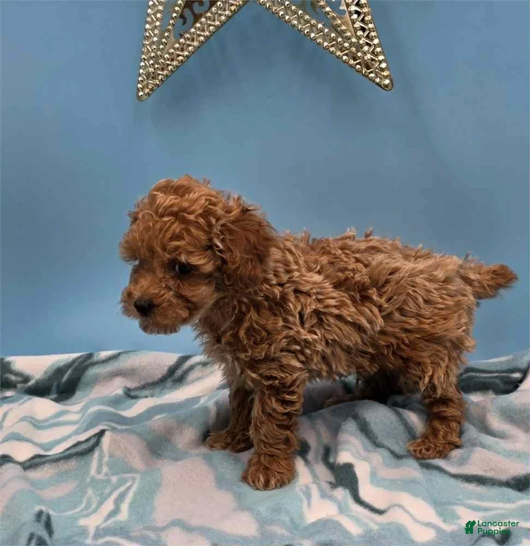 Toy Poodle dogs for sale: Leo - Ad 1