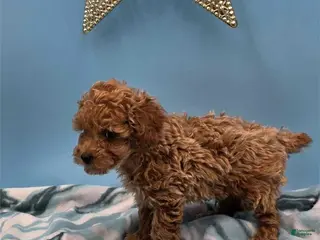 Toy Poodle dogs Leo - Ad 11