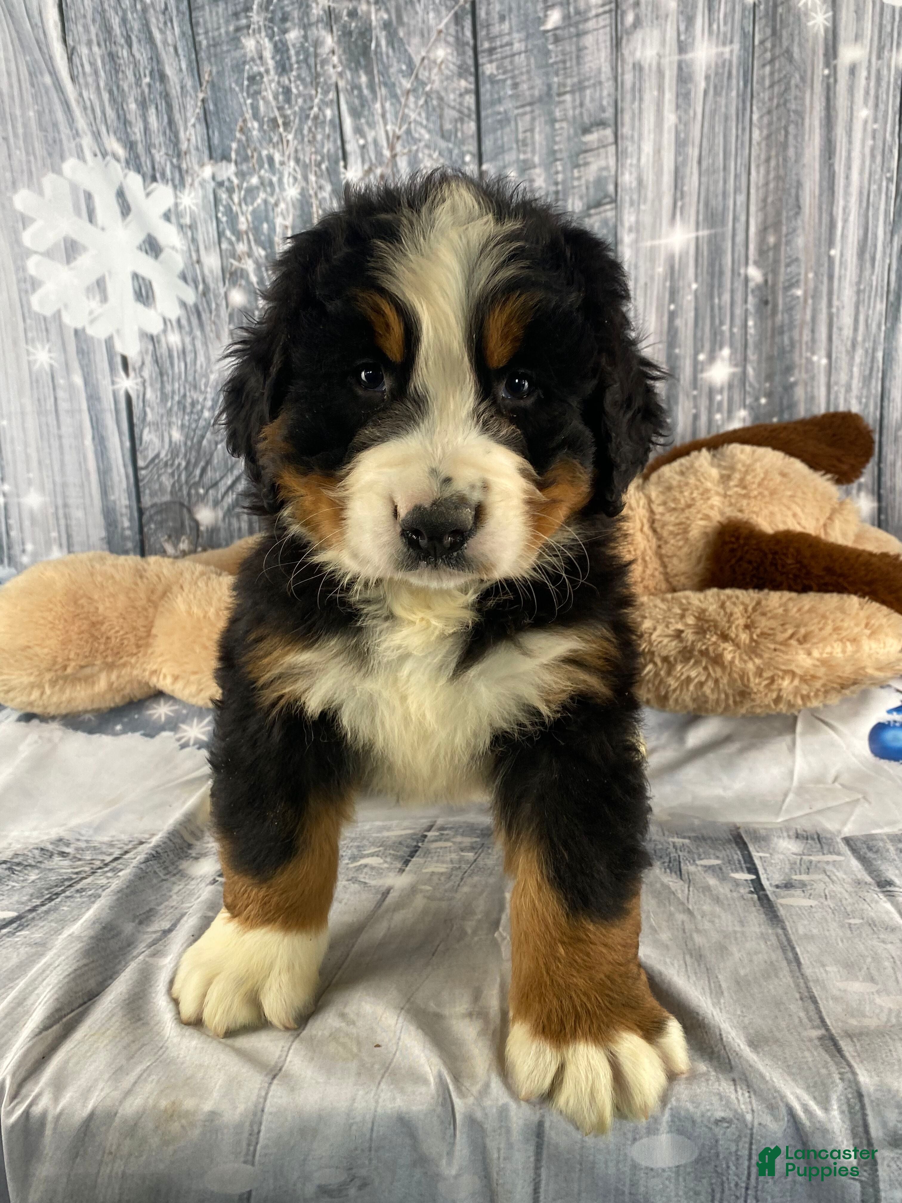 Bernese Mountain Dog dogs Cash - Ad 4