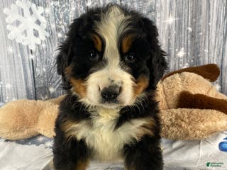 Bernese Mountain Dog dogs Cash - Ad 26
