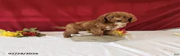 Mini Goldendoodle dogs for sale: Hossay - Ad 3