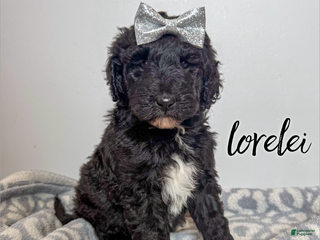 Aussiedoodle dogs Lorelei - Ad 27