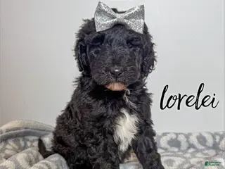 Aussiedoodle dogs Lorelei - Ad 20