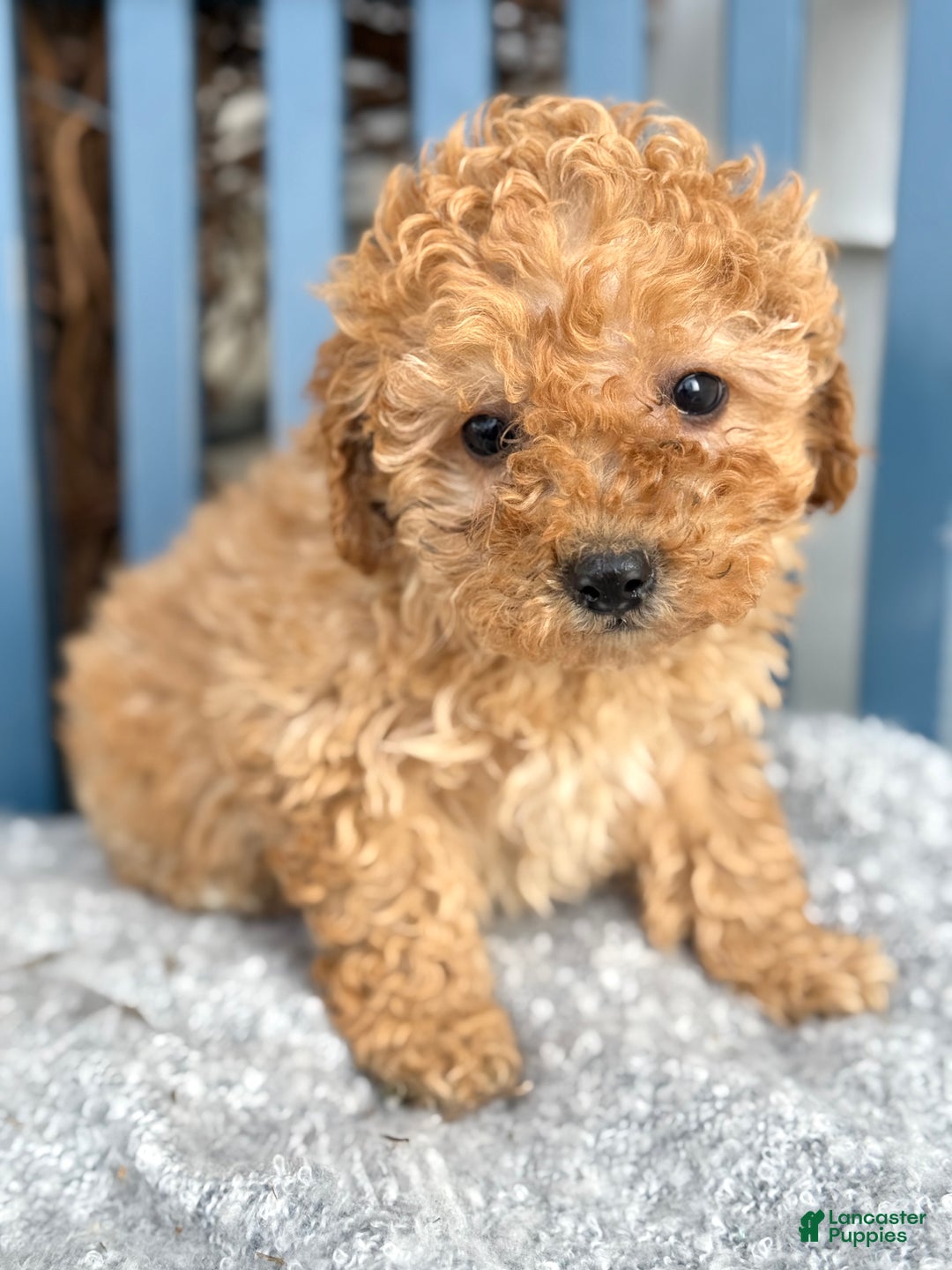Toy Poodle dogs for sale: Oaks - Ad 7