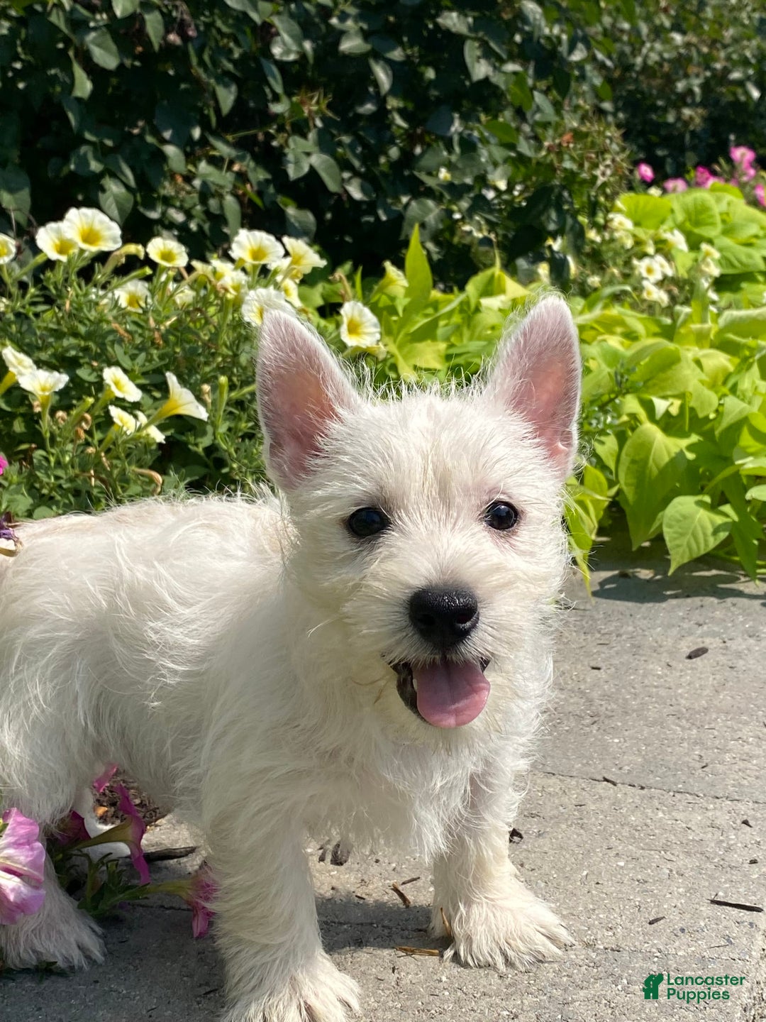 West Highland Terrier dogs for sale: Wynona - Ad 3