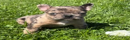 Frenchton dogs for sale: Coconut  - Ad 3