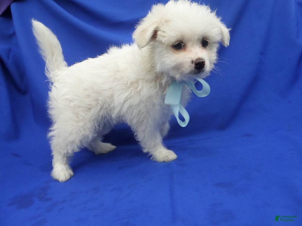 Pomapoo dogs Felix - Ad 1