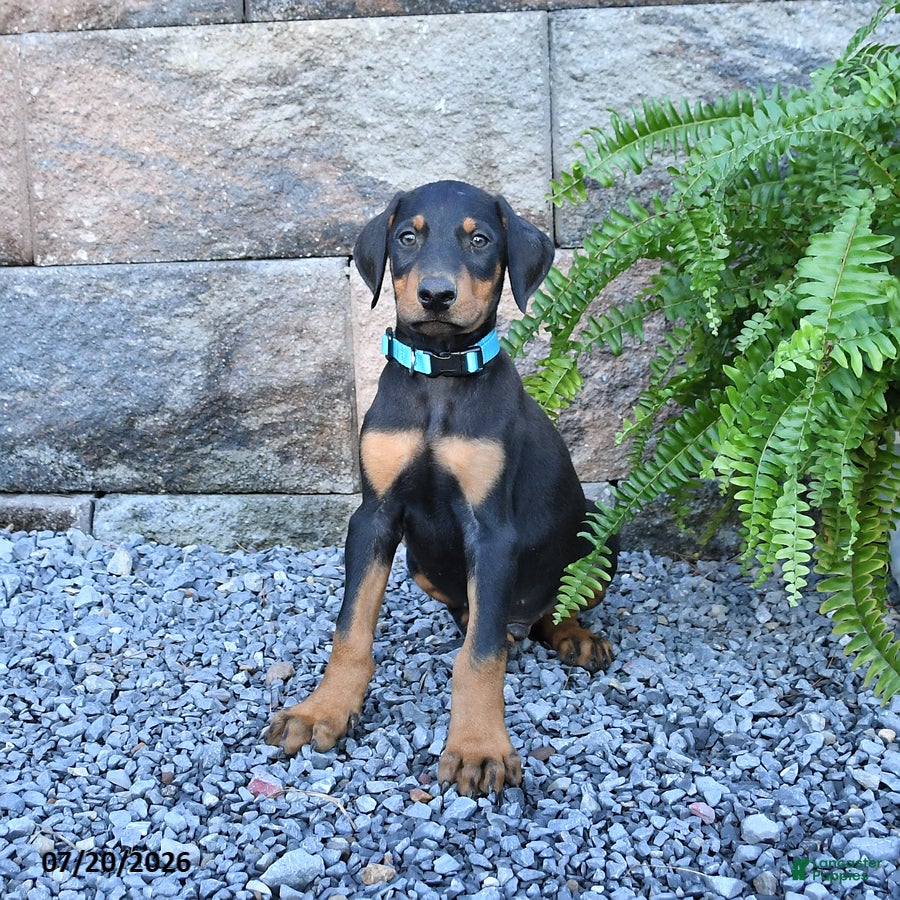 Doberman Pinscher dogs Pirate - Ad 2
